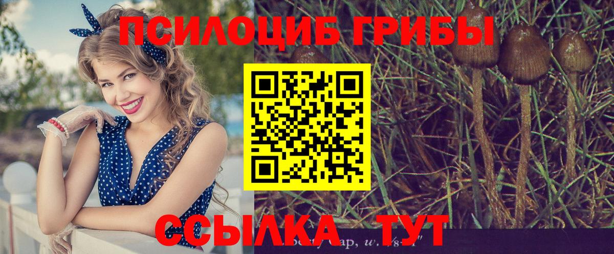 Псилоцибиновые грибы Psilocybe Ухта